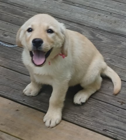 Labrador Retriever puppy for sale + 65957
