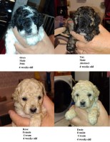 miniature poodles. Poodle Miniature for sale/adoption