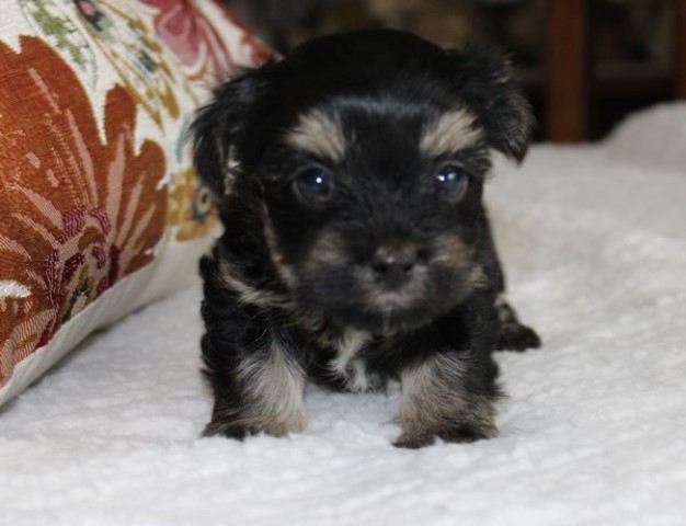 Havashire  -   Havanese Yorkie puppies !  Adorable