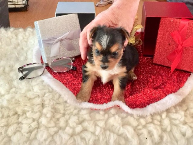 Akc yorkies pups