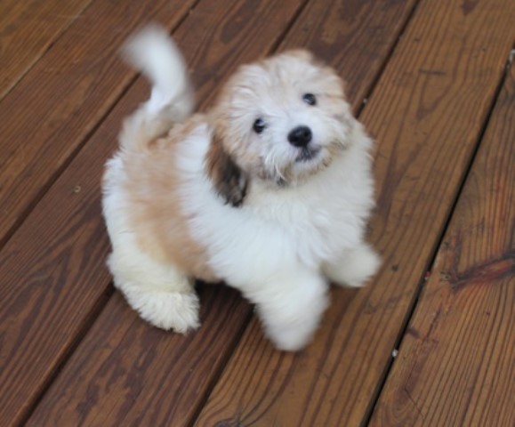 Lily  - havanese female SOLD
