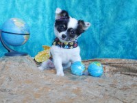 Chi WOW WOW Puppy Chihuahua for sale/adoption