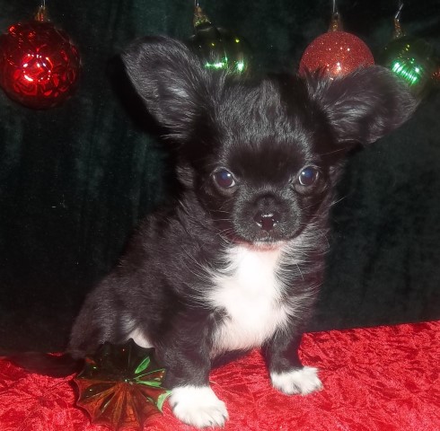 AKC Long Coat Apple Head  Chihuahua Baby Moon