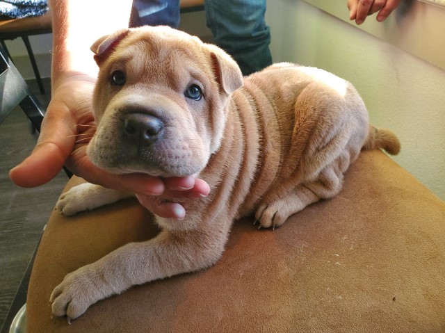 Chinese Sharpei