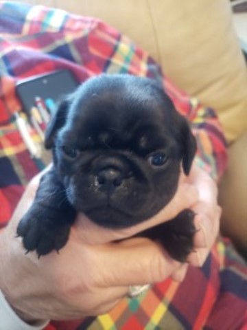 Pug puppy for sale + 63802