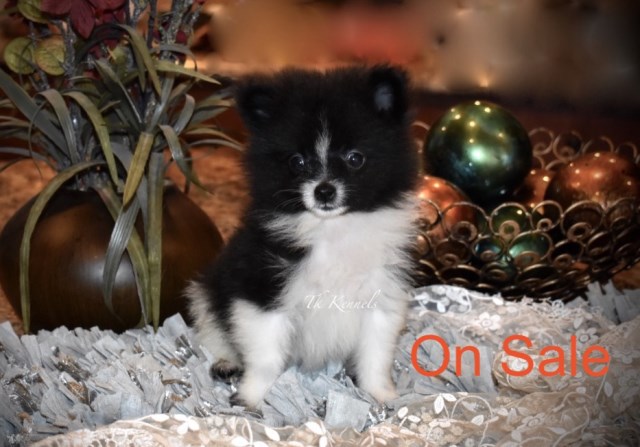 Tiny Toy Male Pomeranian (Patches)