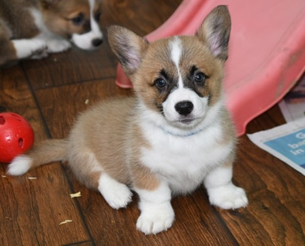 Pembroke Welsh Corgi puppy for sale + 60706