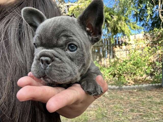 Akc French Bulldog - Blue Female