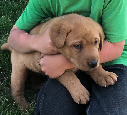 Labrador Retriever puppy for sale + 61941