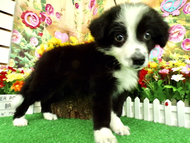 English Shepherd puppy for sale + 66714