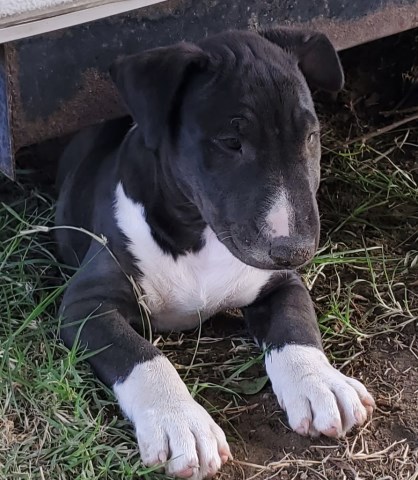 Bull Terrier puppy for sale + 58124