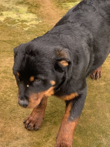 Rottweiler puppy for sale + 56142