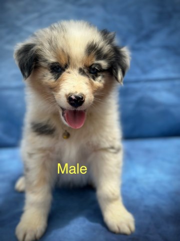 Australian Shepherd Dog puppy for sale + 66565