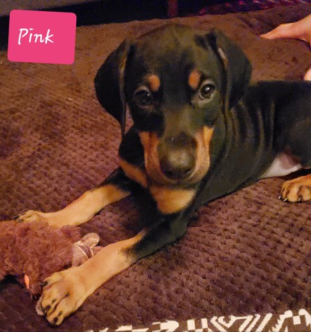 AKC Doberman Pinscher Puppies for sale