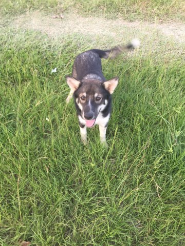 Frisk - Husky mix