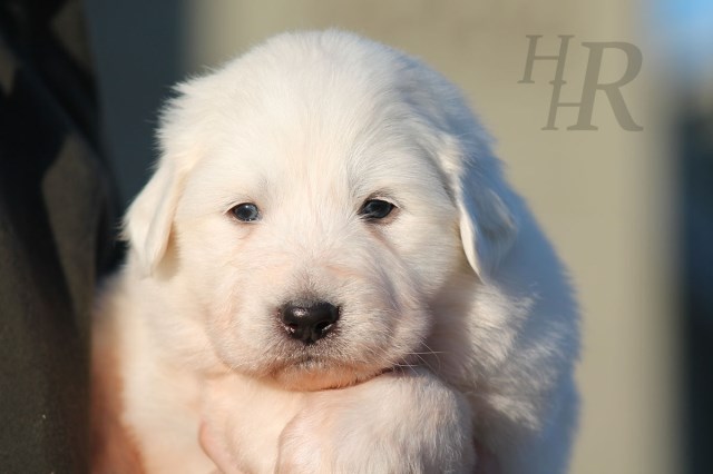 Great Pyrenees puppy for sale + 60170
