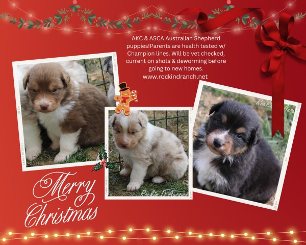 Australian Shepherd puppies. Health tested parents CH bloodlines