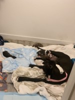 American Staffordshire Terrier thumbnail