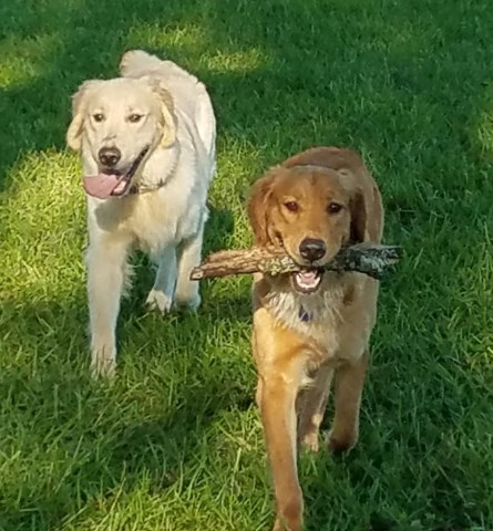 Golden Retriever puppy for sale + 60275