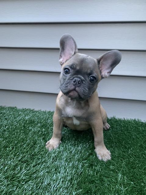 French Bulldog puppy for sale + 64930