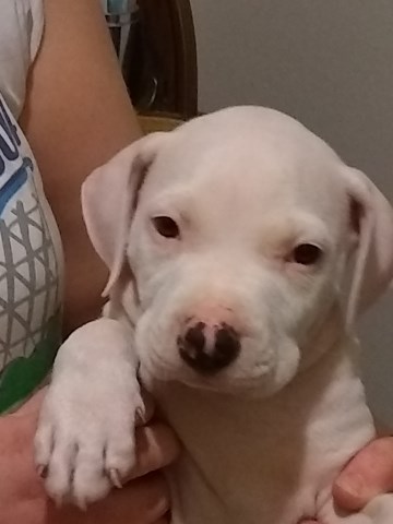 American Staffordshire Terrier puppy for sale + 51347