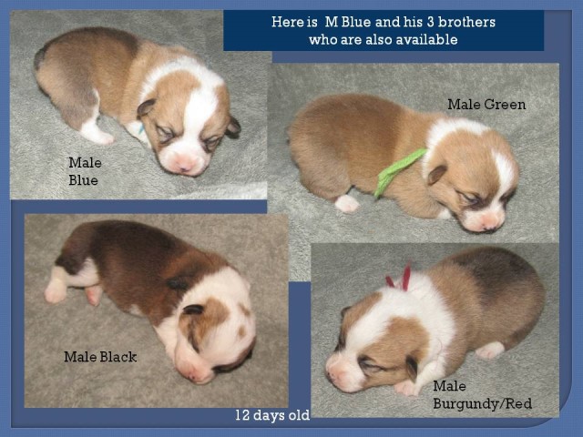Pembroke Welsh Corgi puppy for sale + 64645