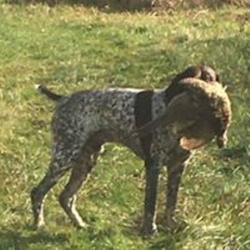 German Shorthaired Pointer puppy for sale + 54133
