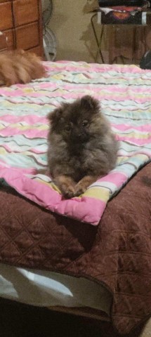 Female Pomeranian