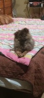 Female Pomeranian Pomeranian for sale/adoption