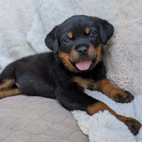 AKC Rottweiler Puppies