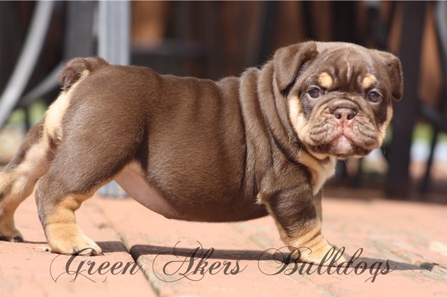 English Bulldog puppy for sale + 58734