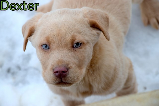 AKC Blocky/Stocky Champagne Labrador Retriever Puppies for Sale!!! (New Year's Special Pricing!!!)
