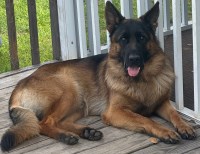 2 year old German shepherd German Shepherd Dog for sale/adoption