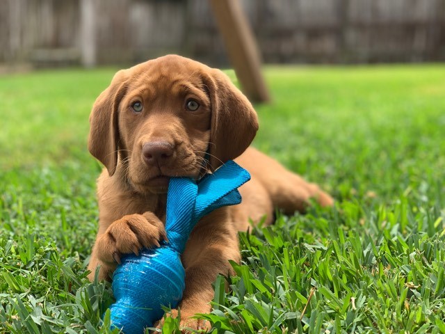 Red Dudley Labrador Retrievers