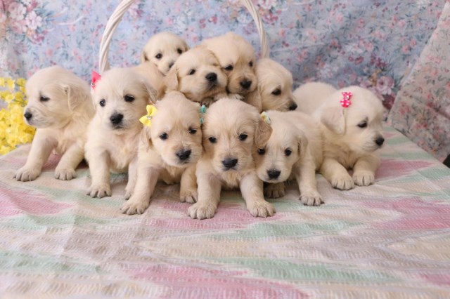 Golden Retriever puppy for sale + 52262