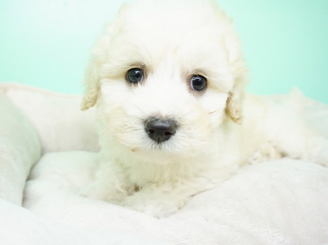 Maltipoo puppy for sale + 54768