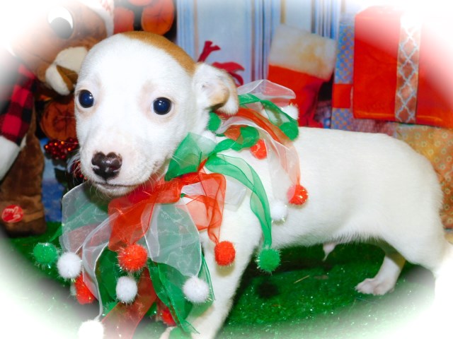 Super Cute!  Jack Russell Boy. Tons of Personality. Financing.