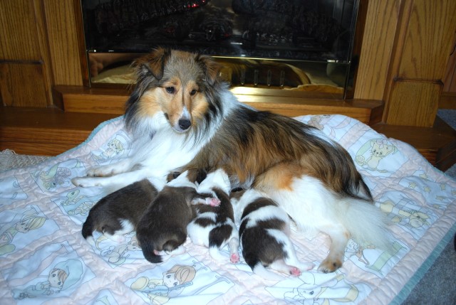 AKC MALE  SHETLAND SHEEPDOG PUPPY