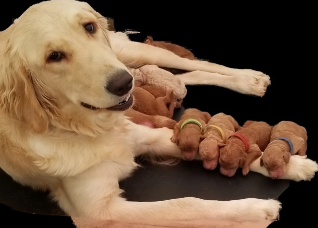 CKC Lucy Golden Retriever