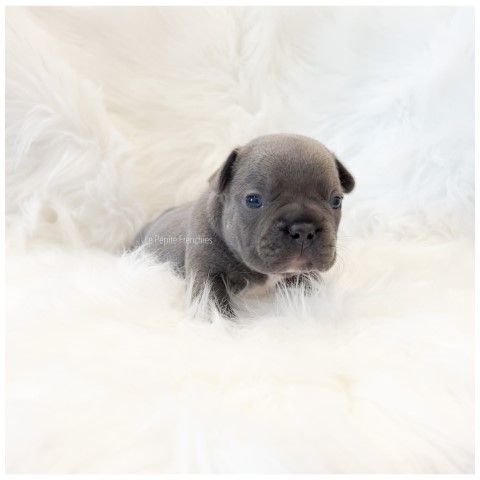 French Bulldog puppy for sale + 63323