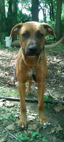 German Shepard/boxer puppy