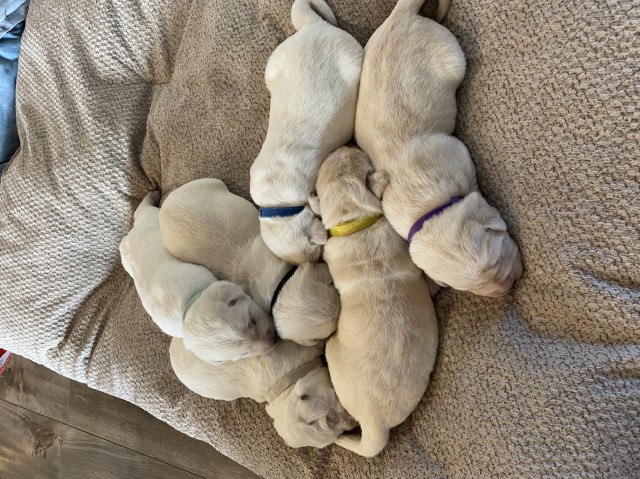 English Labrador Puppies