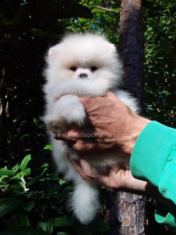 ????Exquisite Snow-White Miniature Teddy Bear Pomeranian puppy male ????