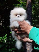 Last Puppy Listed