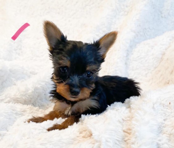 Yorkshire Terrier puppy for sale + 53741