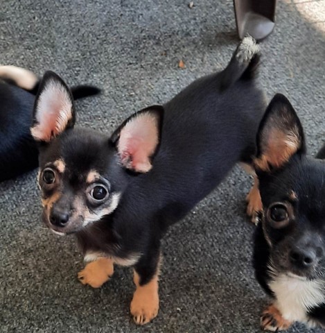 Chihuahua puppy for sale + 64747