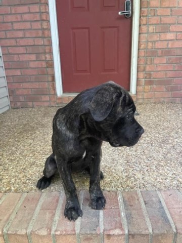 Cane Corso female puppy