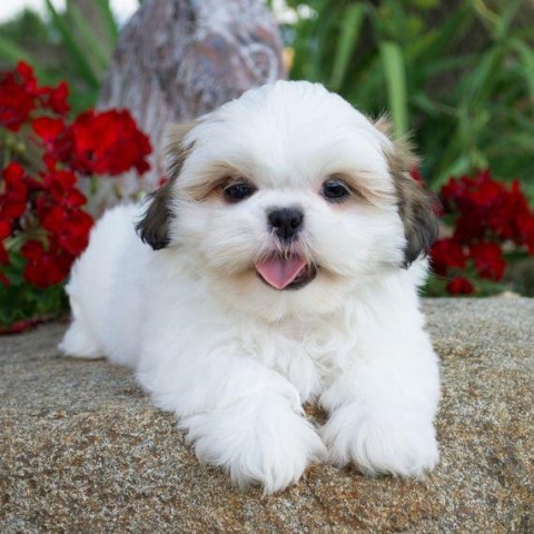 Happy Shih-Tzu puppies ready now