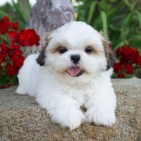 Happy Shih-Tzu puppies ready now Shih Tzu for sale/adoption