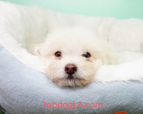 Pomapoo Puppy – Male- Caine ($699)